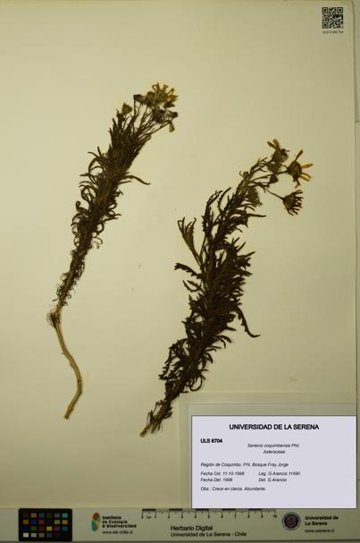 Senecio coquimbensis [Espécimen: ULS:ULS:0006704]