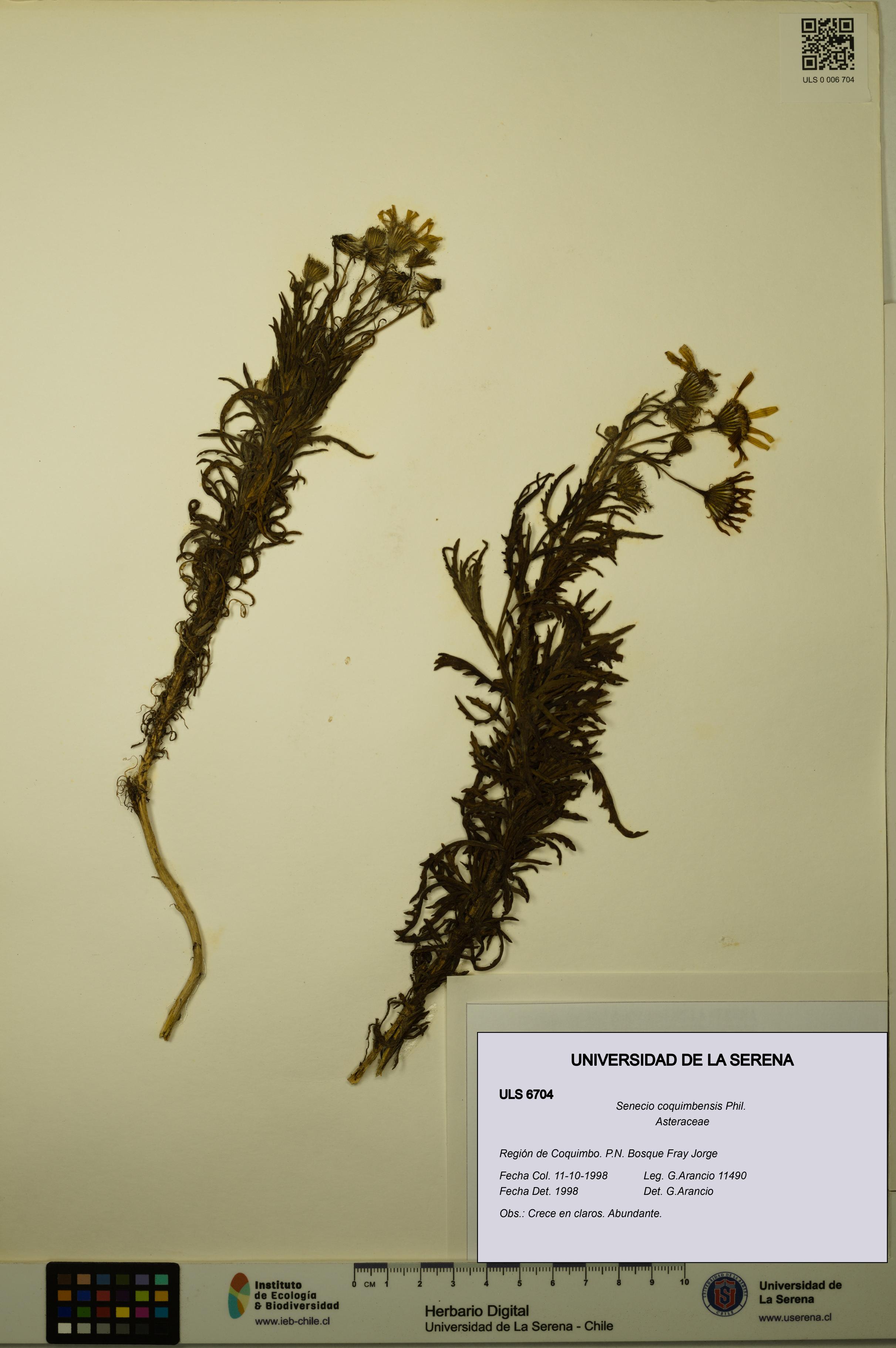 Senecio coquimbensis [Espécimen: ULS:ULS:0006704]