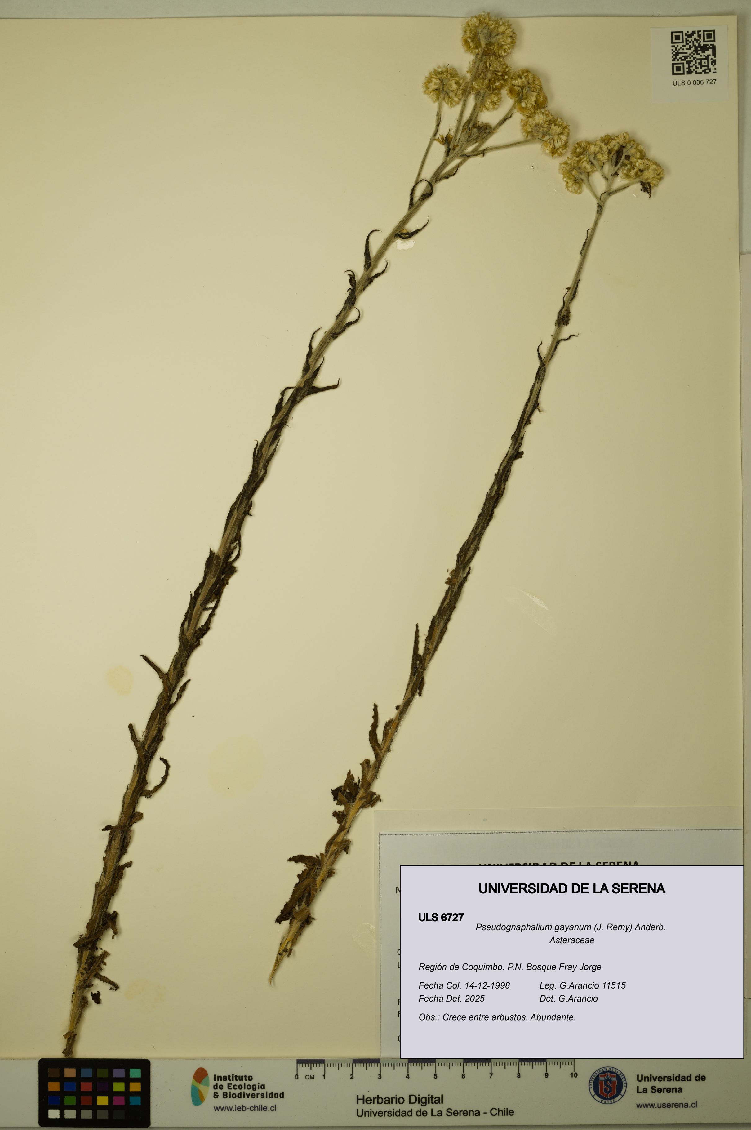 Pseudognaphalium gayanum [Espécimen: ULS:ULS:0006727]