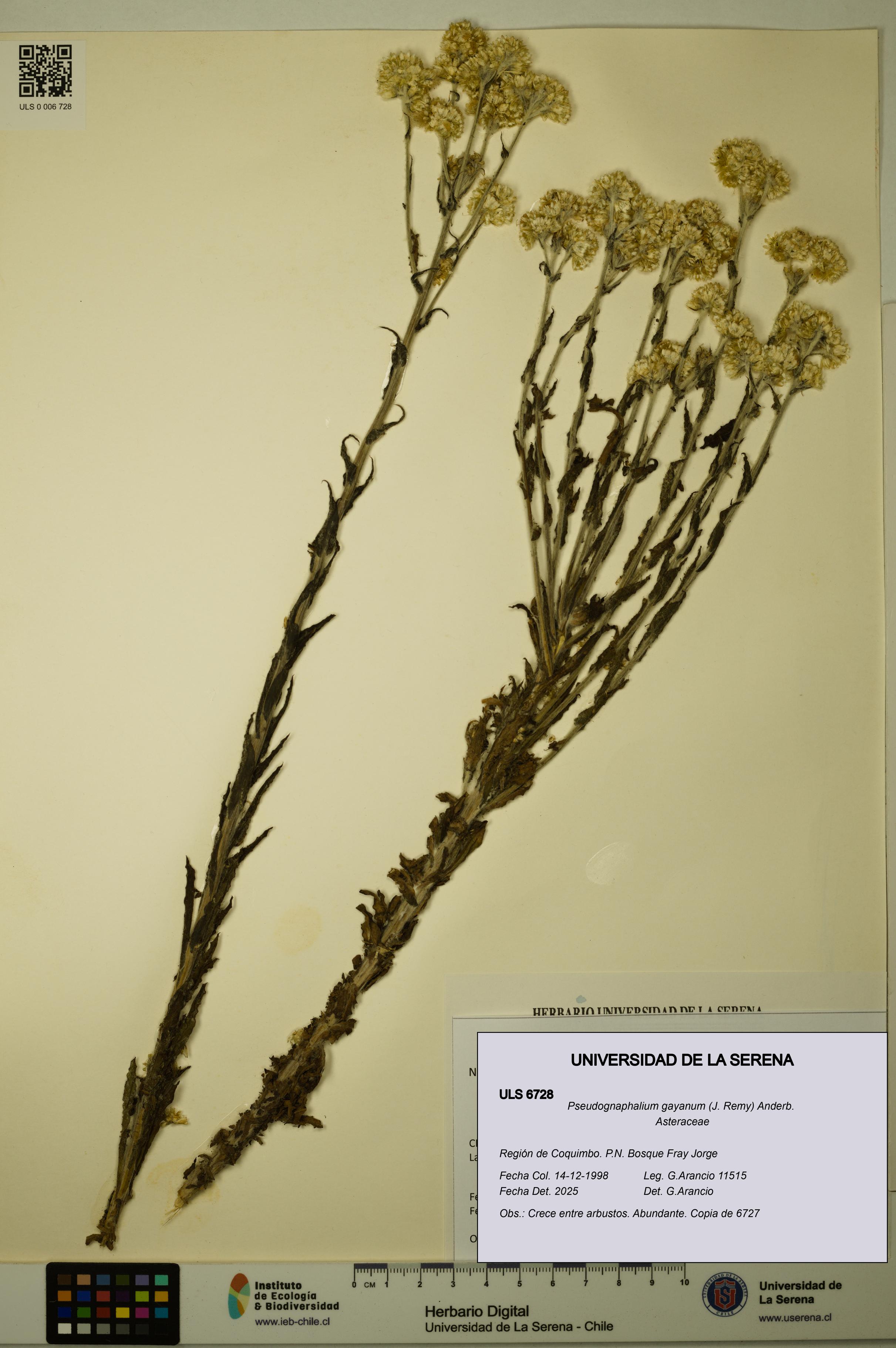 Pseudognaphalium gayanum [Espécimen: ULS:ULS:0006728]