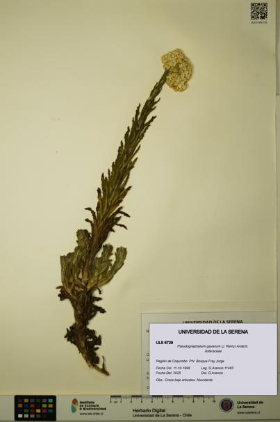 Pseudognaphalium gayanum [Espécimen: ULS:ULS:0006729]
