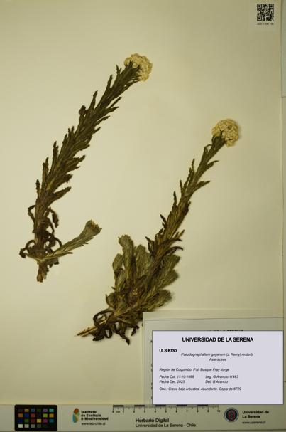 Pseudognaphalium gayanum [Espécimen: ULS:ULS:0006730]