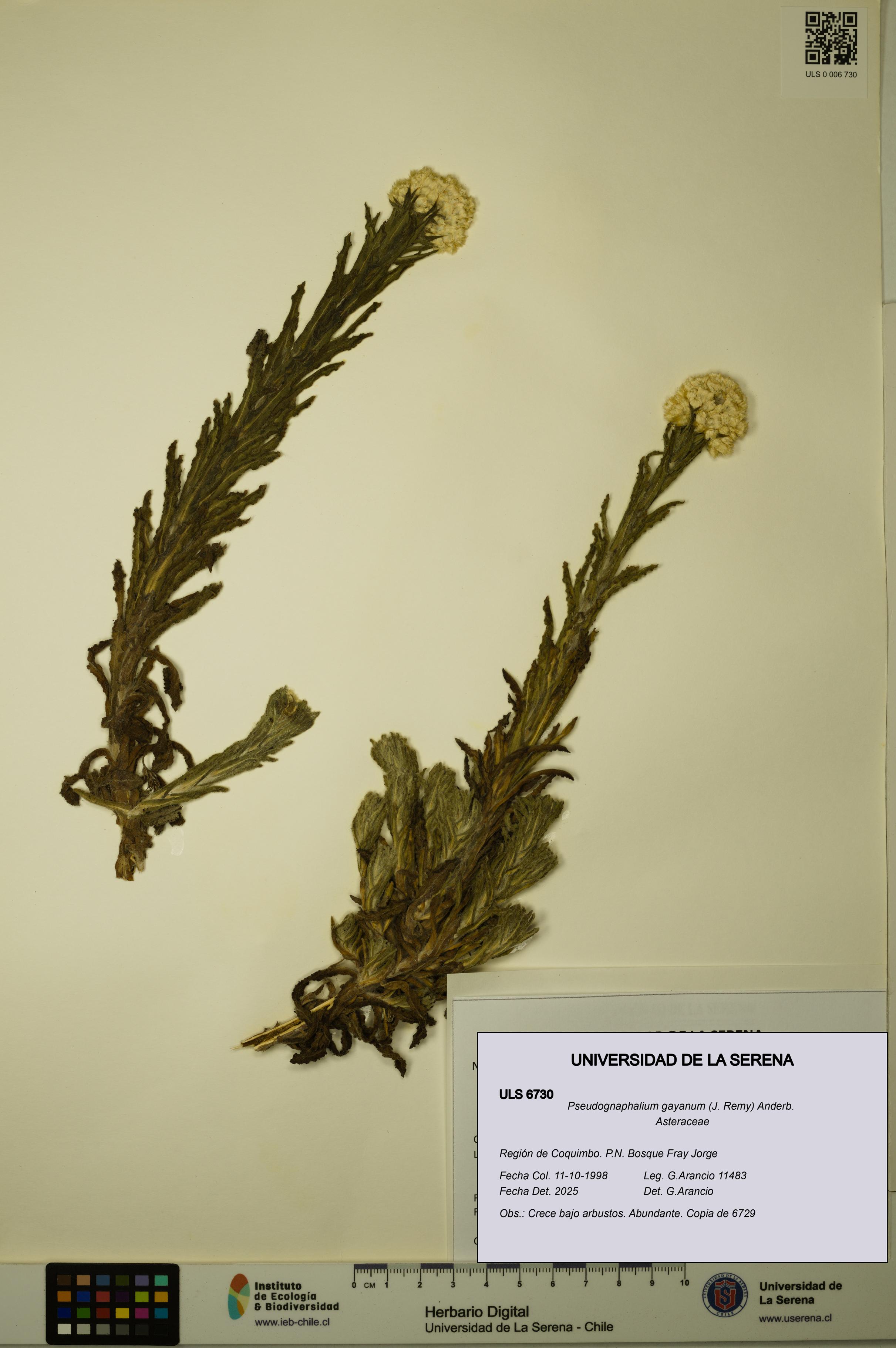Pseudognaphalium gayanum [Espécimen: ULS:ULS:0006730]