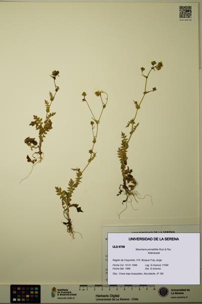 Moscharia pinnatifida [Espécimen: ULS:ULS:0006739]