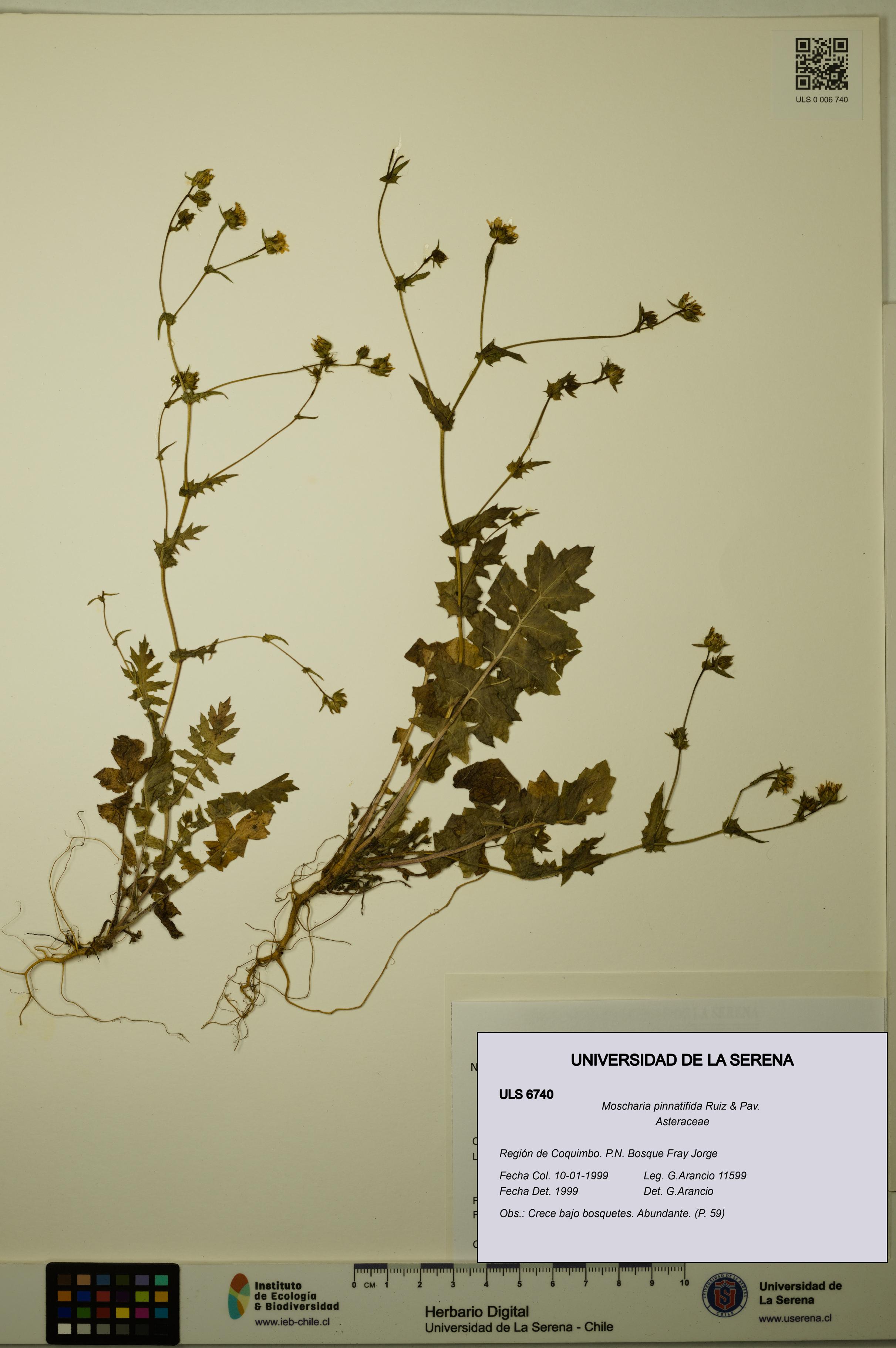 Moscharia pinnatifida [Espécimen: ULS:ULS:0006740]