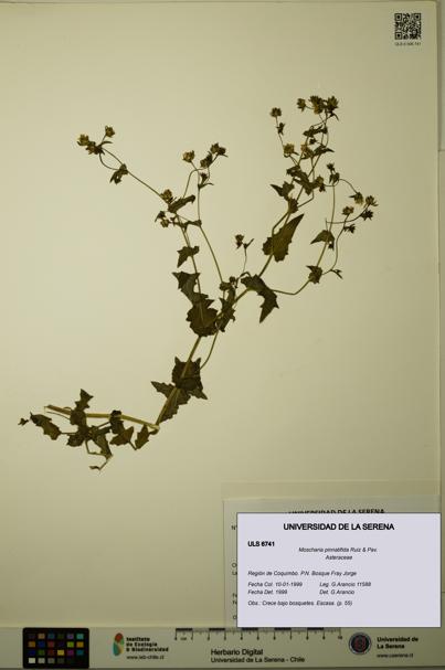 Moscharia pinnatifida [Espécimen: ULS:ULS:0006741]