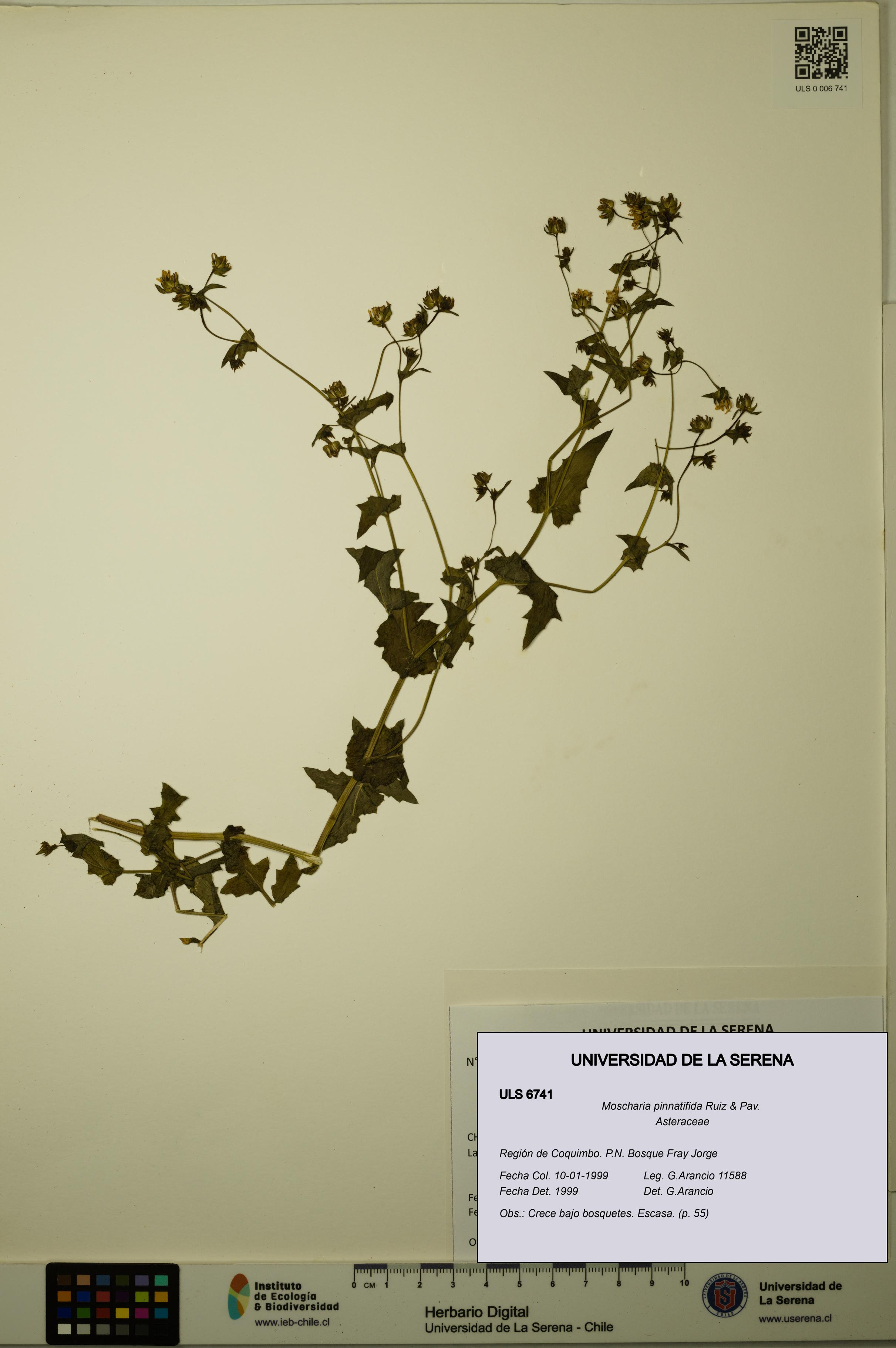 Moscharia pinnatifida [Espécimen: ULS:ULS:0006741]