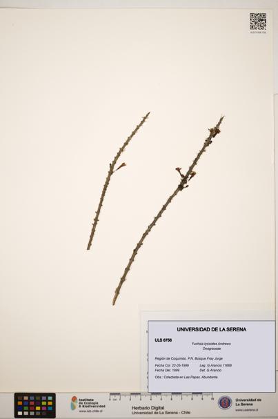 Fuchsia lycioides [Espécimen: ]