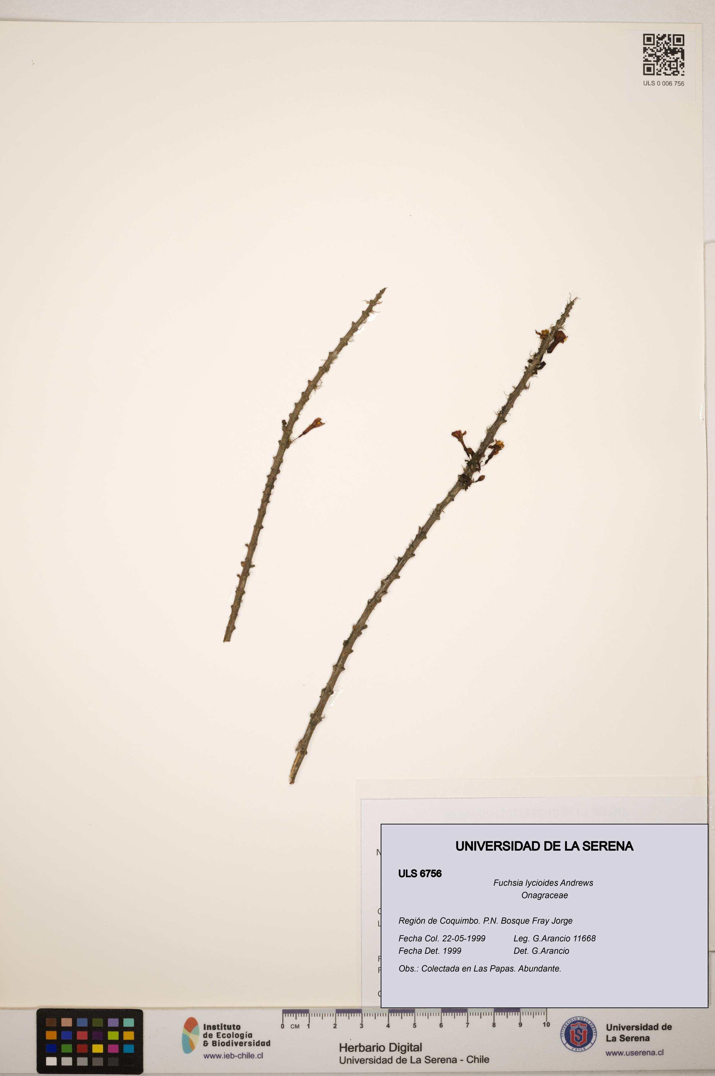 Fuchsia lycioides [Espécimen: ]