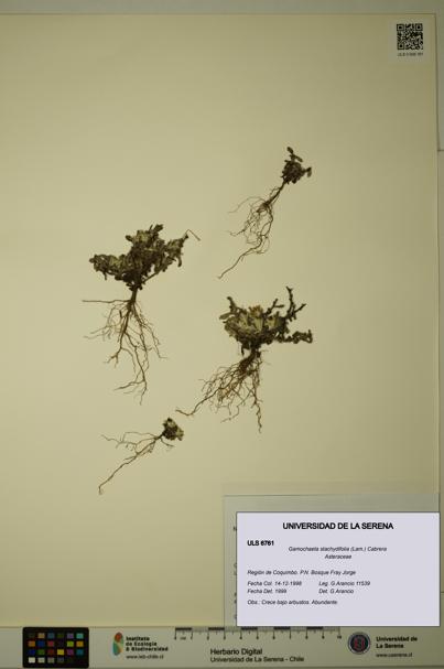 Gamochaeta stachydifolia [Espécimen: ULS:ULS:0006761]