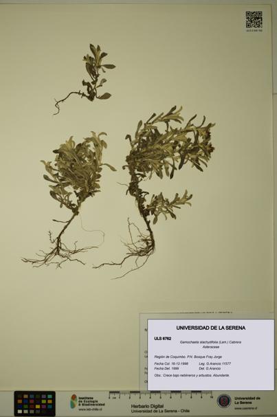 Gamochaeta stachydifolia [Espécimen: ULS:ULS:0006762]