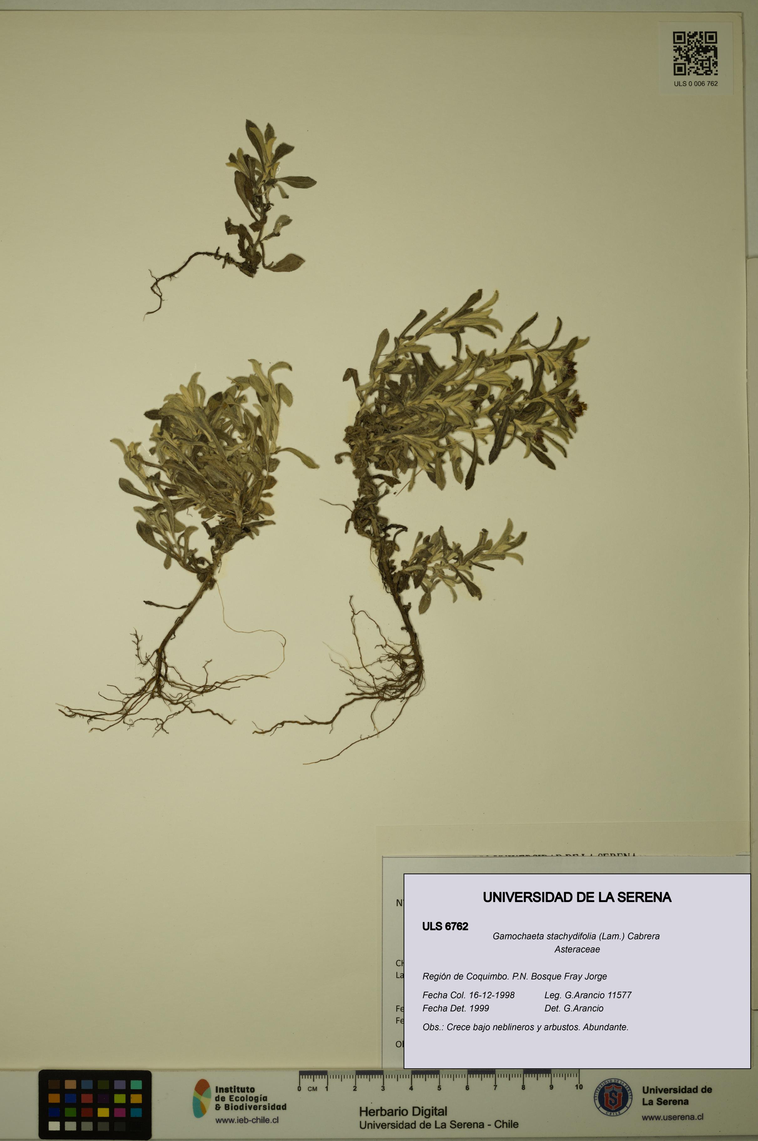 Gamochaeta stachydifolia [Espécimen: ULS:ULS:0006762]