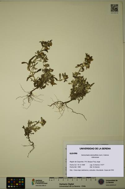 Gamochaeta stachydifolia [Espécimen: ULS:ULS:0006763]