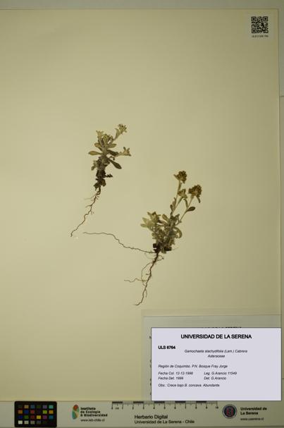 Gamochaeta stachydifolia [Espécimen: ULS:ULS:0006764]