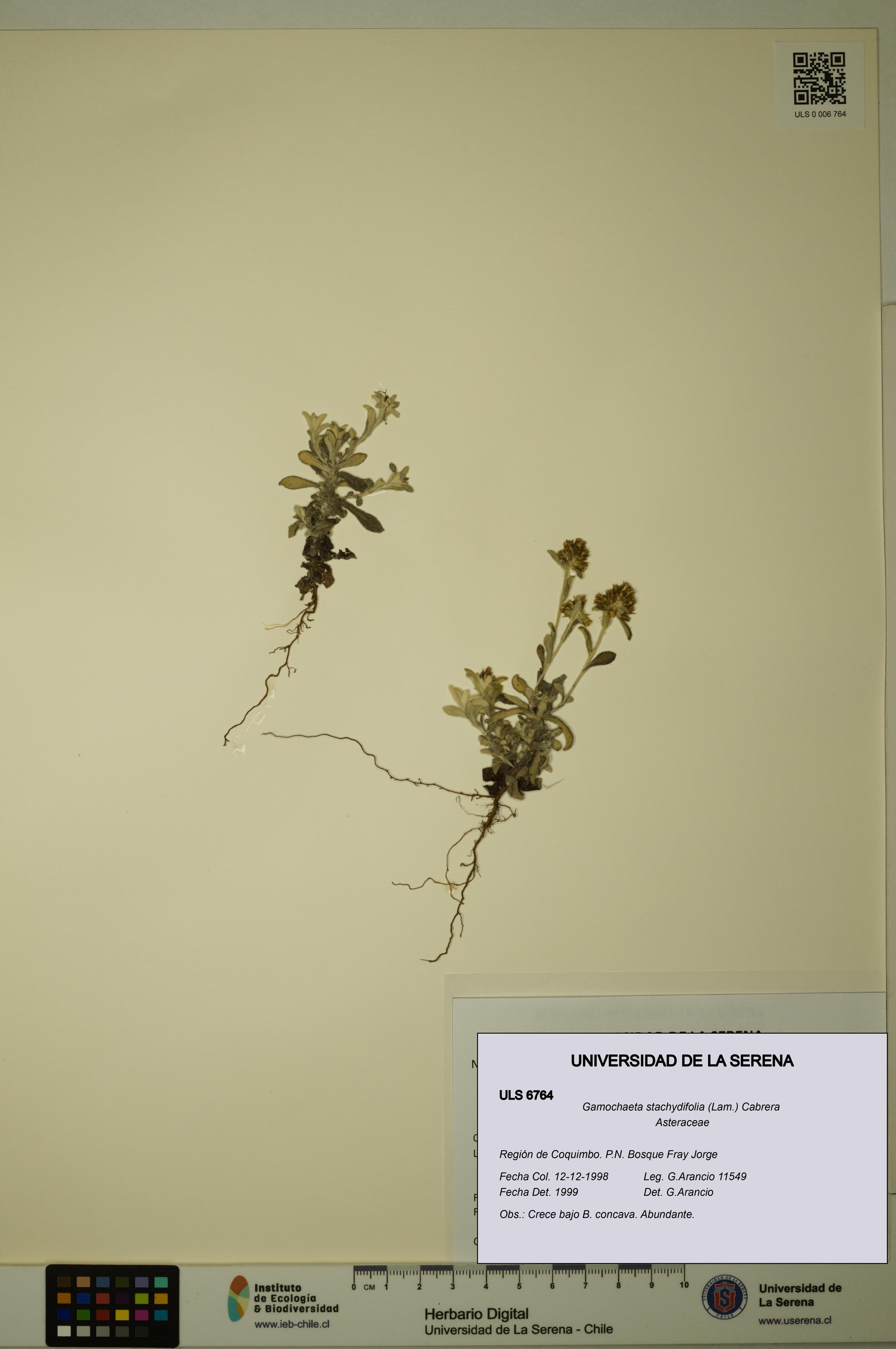 Gamochaeta stachydifolia [Espécimen: ULS:ULS:0006764]