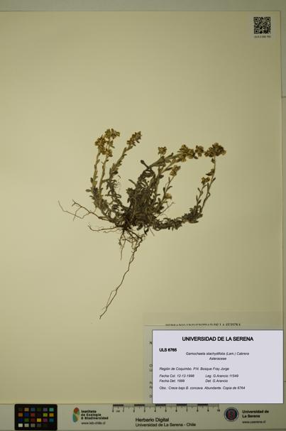 Gamochaeta stachydifolia [Espécimen: ULS:ULS:0006765]