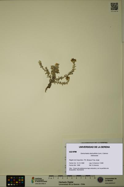 Gamochaeta stachydifolia [Espécimen: ULS:ULS:0006766]