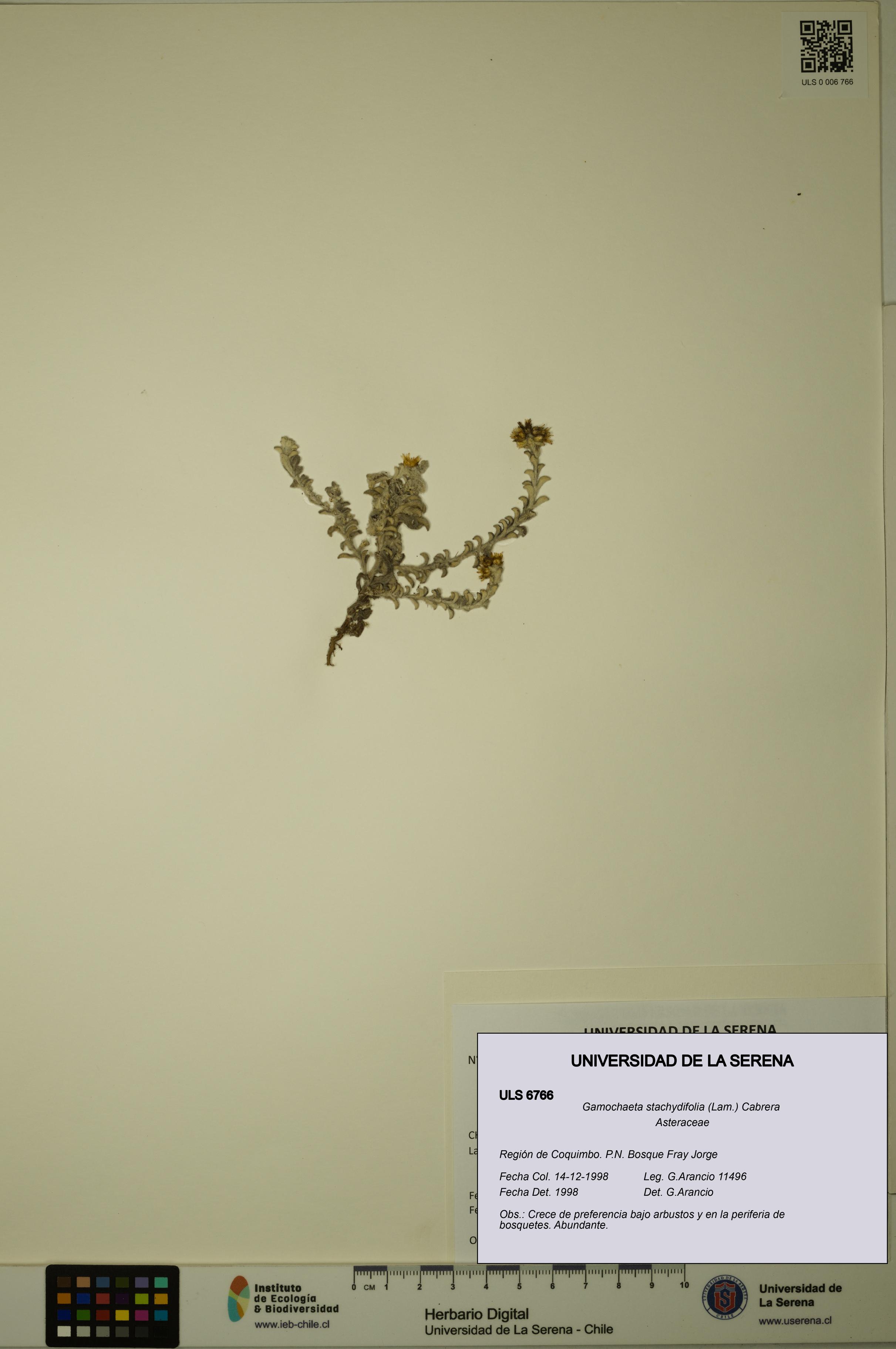 Gamochaeta stachydifolia [Espécimen: ULS:ULS:0006766]