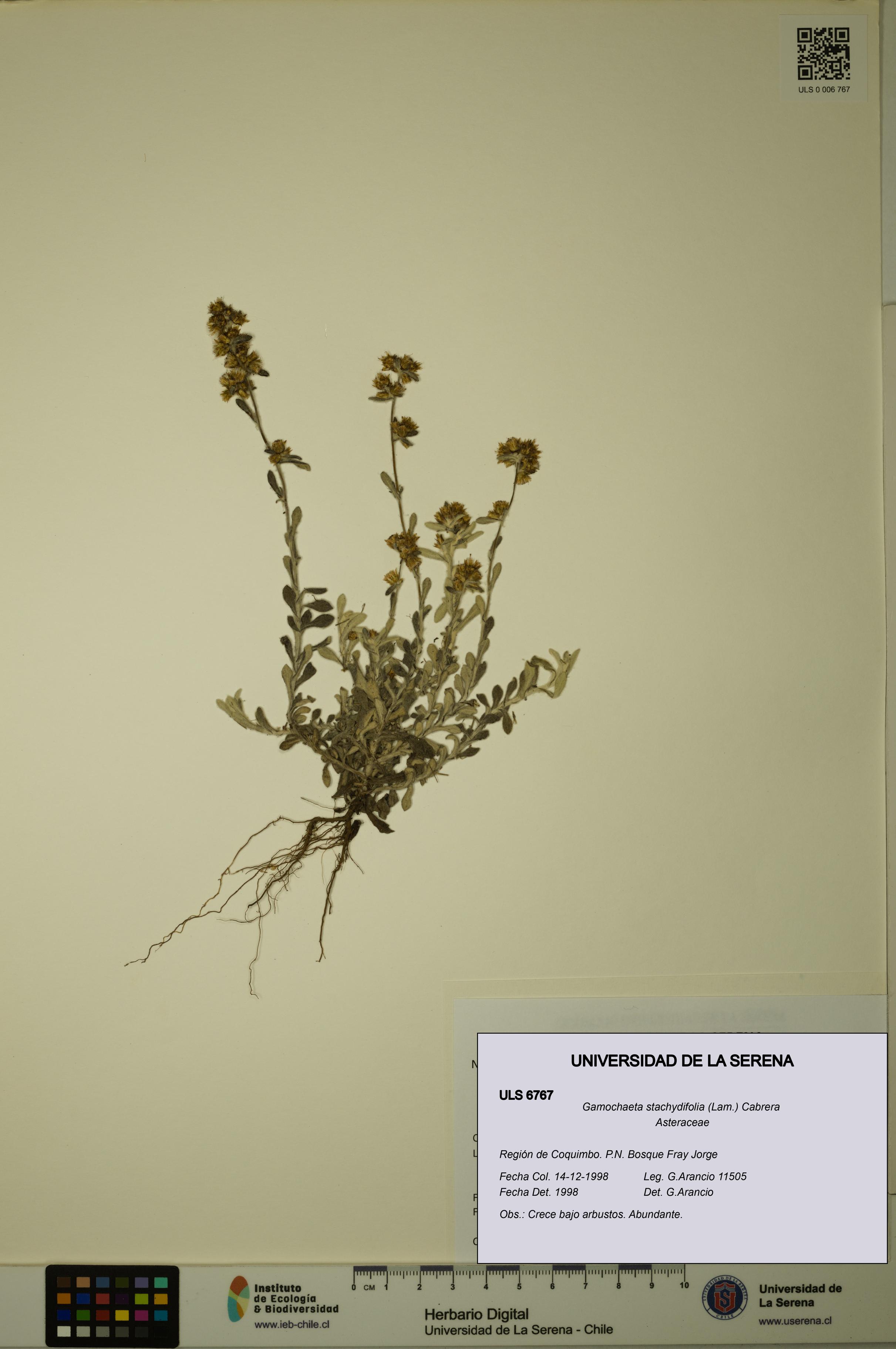 Gamochaeta stachydifolia [Espécimen: ULS:ULS:0006767]