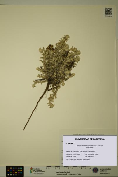 Gamochaeta stachydifolia [Espécimen: ULS:ULS:0006768]