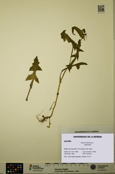 Sonchus oleraceus [Espécimen: ULS:ULS:0006783]