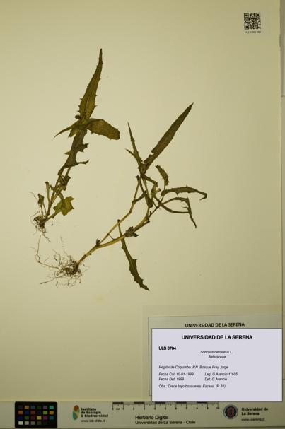 Sonchus oleraceus [Espécimen: ULS:ULS:0006784]