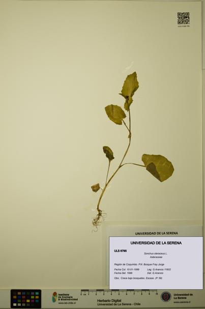 Sonchus oleraceus [Espécimen: ULS:ULS:0006785]