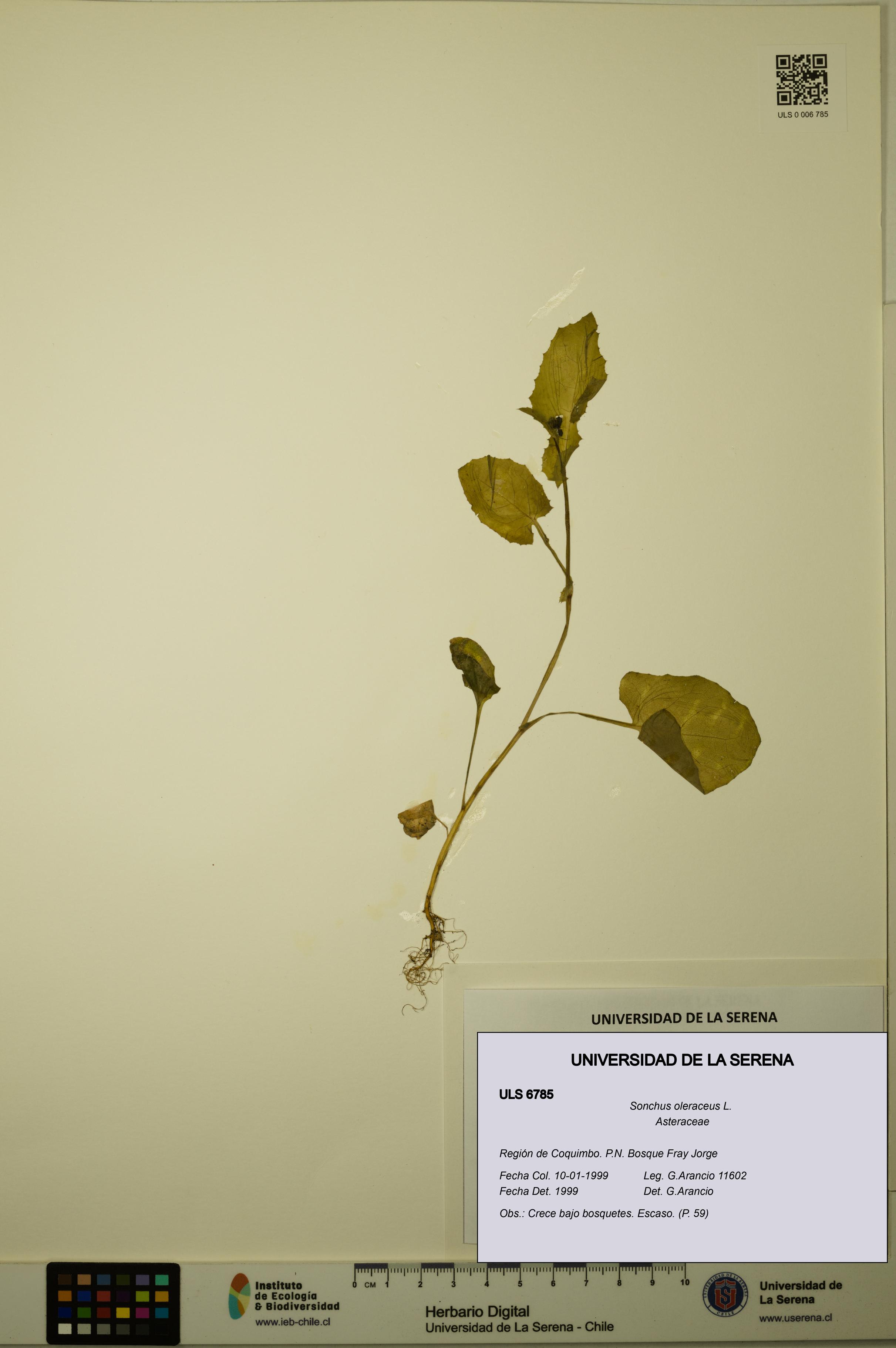 Sonchus oleraceus [Espécimen: ULS:ULS:0006785]