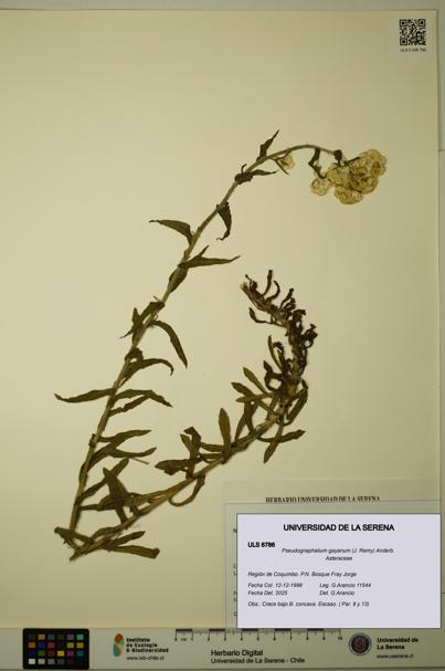 Pseudognaphalium gayanum [Espécimen: ULS:ULS:0006786]