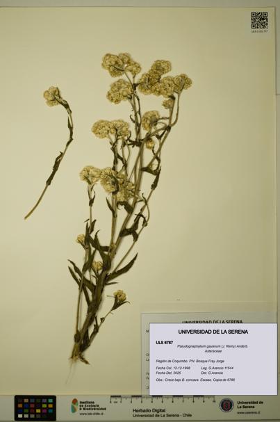 Pseudognaphalium gayanum [Espécimen: ULS:ULS:0006787]