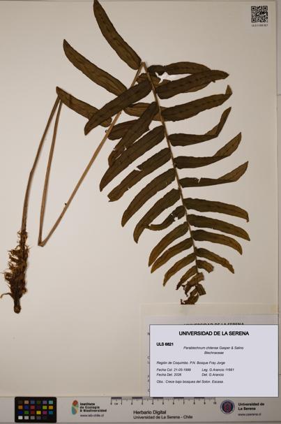 Parablechnum chilense [Espécimen: ULS:ULS:0006821]