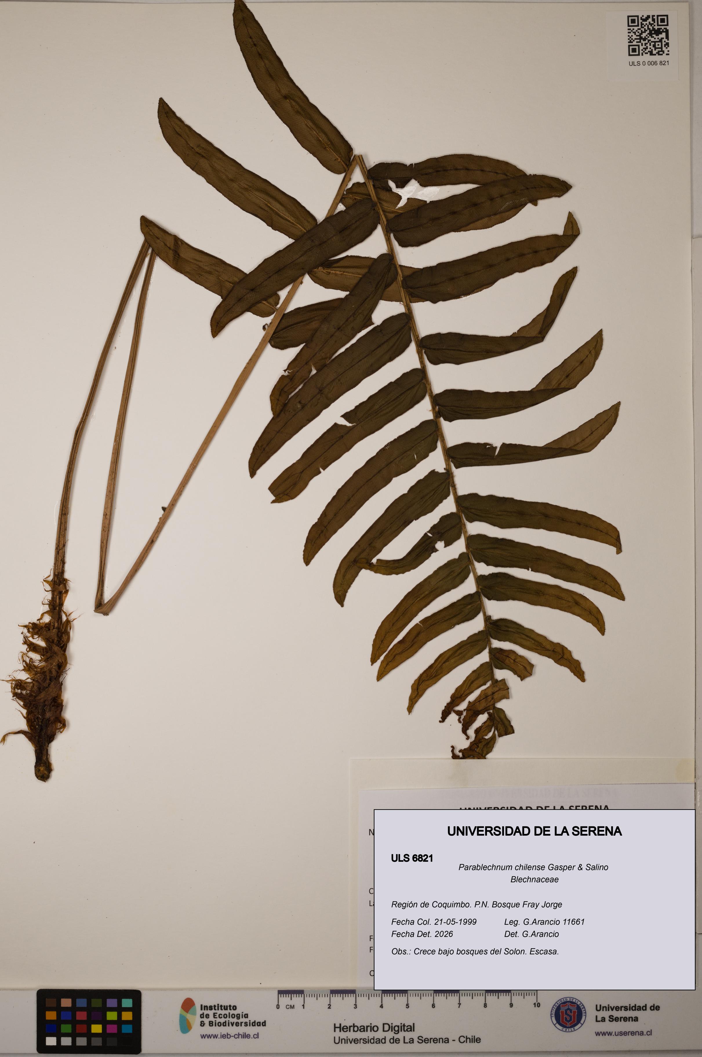 Parablechnum chilense [Espécimen: ULS:ULS:0006821]
