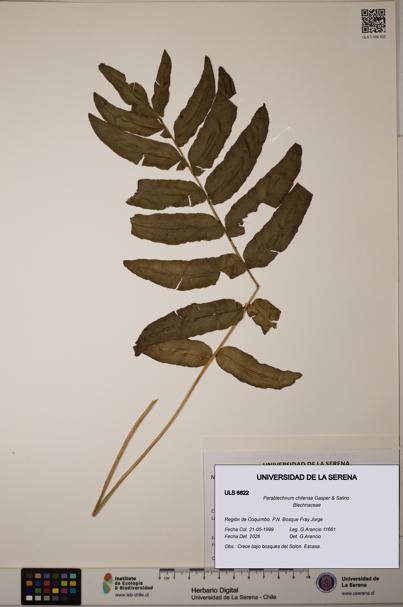 Parablechnum chilense [Espécimen: ULS:ULS:0006822]