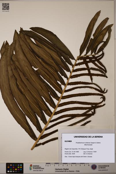 Parablechnum chilense [Espécimen: ULS:ULS:0006823]