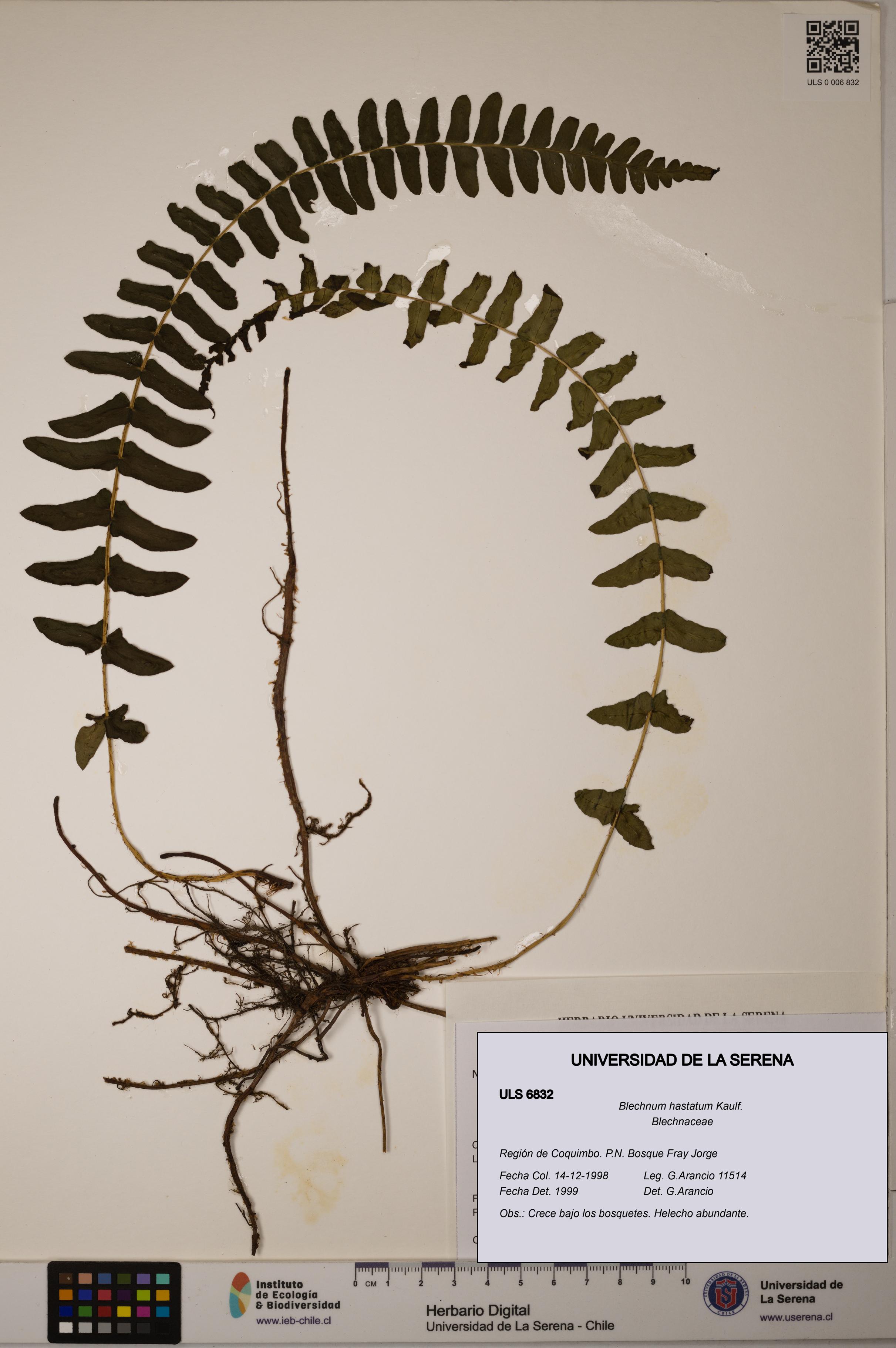 Blechnum hastatum [Espécimen: ULS:ULS:0006832]