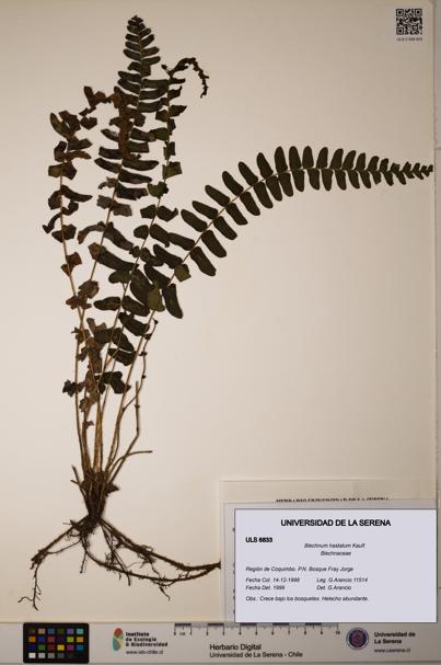 Blechnum hastatum [Espécimen: ULS:ULS:0006833]