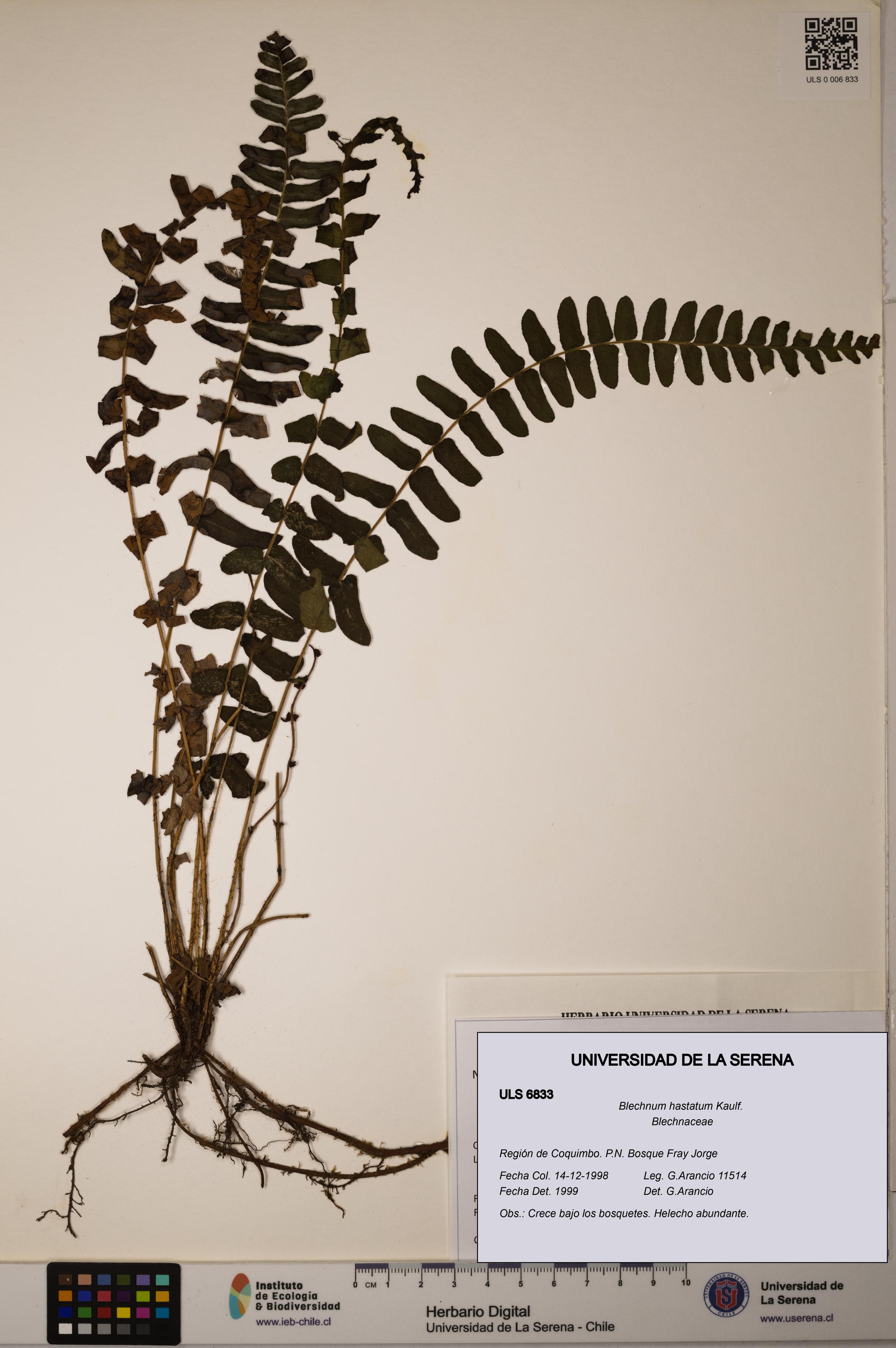 Blechnum hastatum [Espécimen: ULS:ULS:0006833]