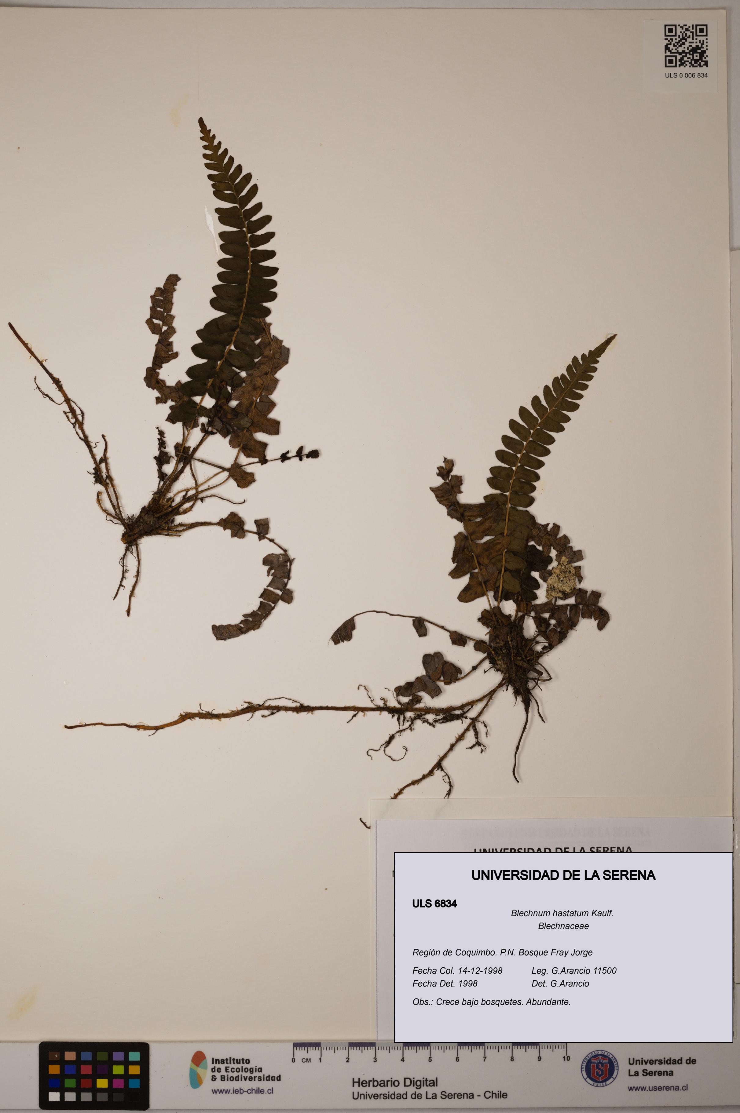 Blechnum hastatum [Espécimen: ULS:ULS:0006834]