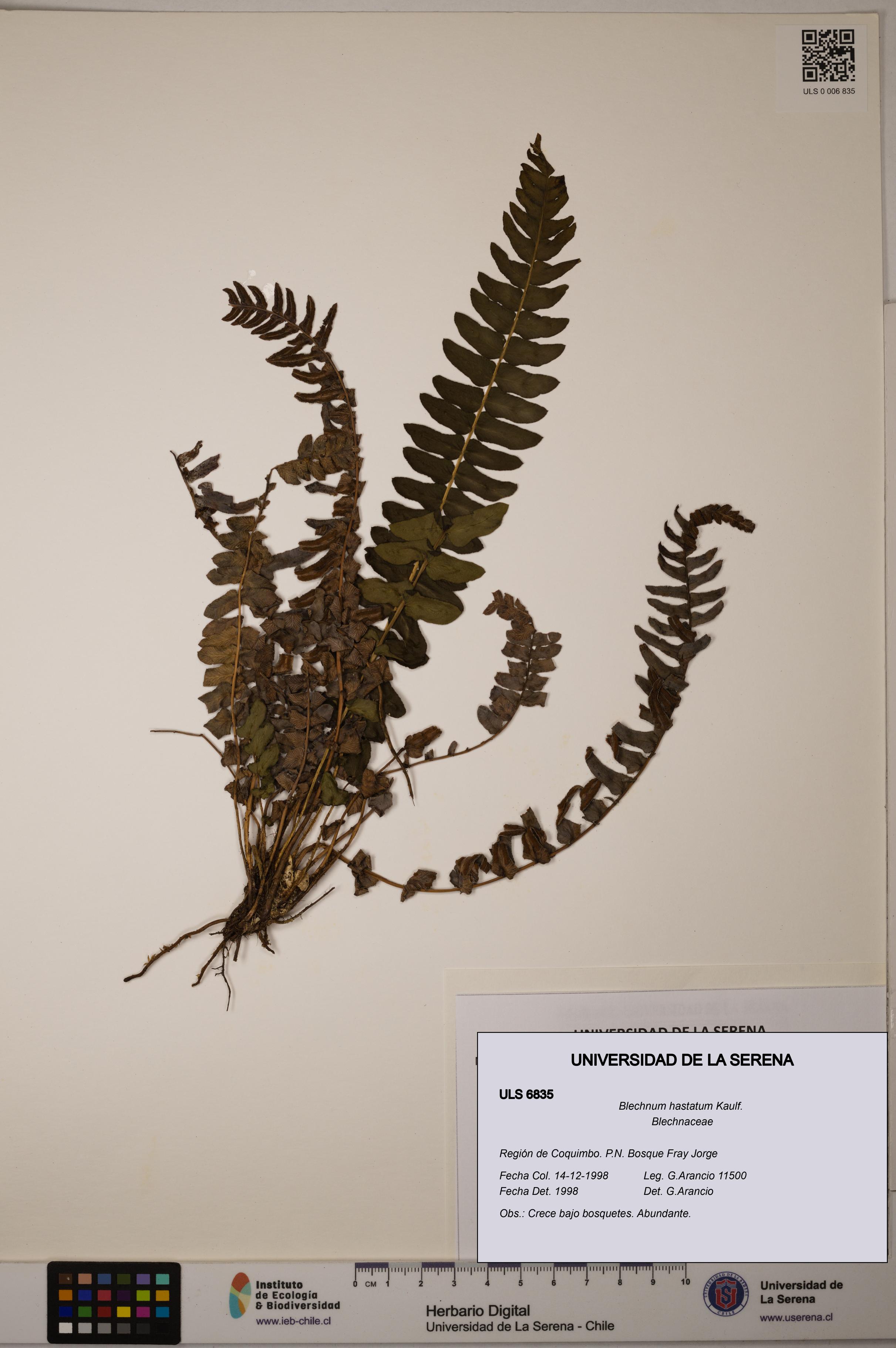 Blechnum hastatum [Espécimen: ULS:ULS:0006835]