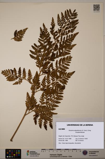 Rumohra adiantiformis [Espécimen: ULS:ULS:0006850]
