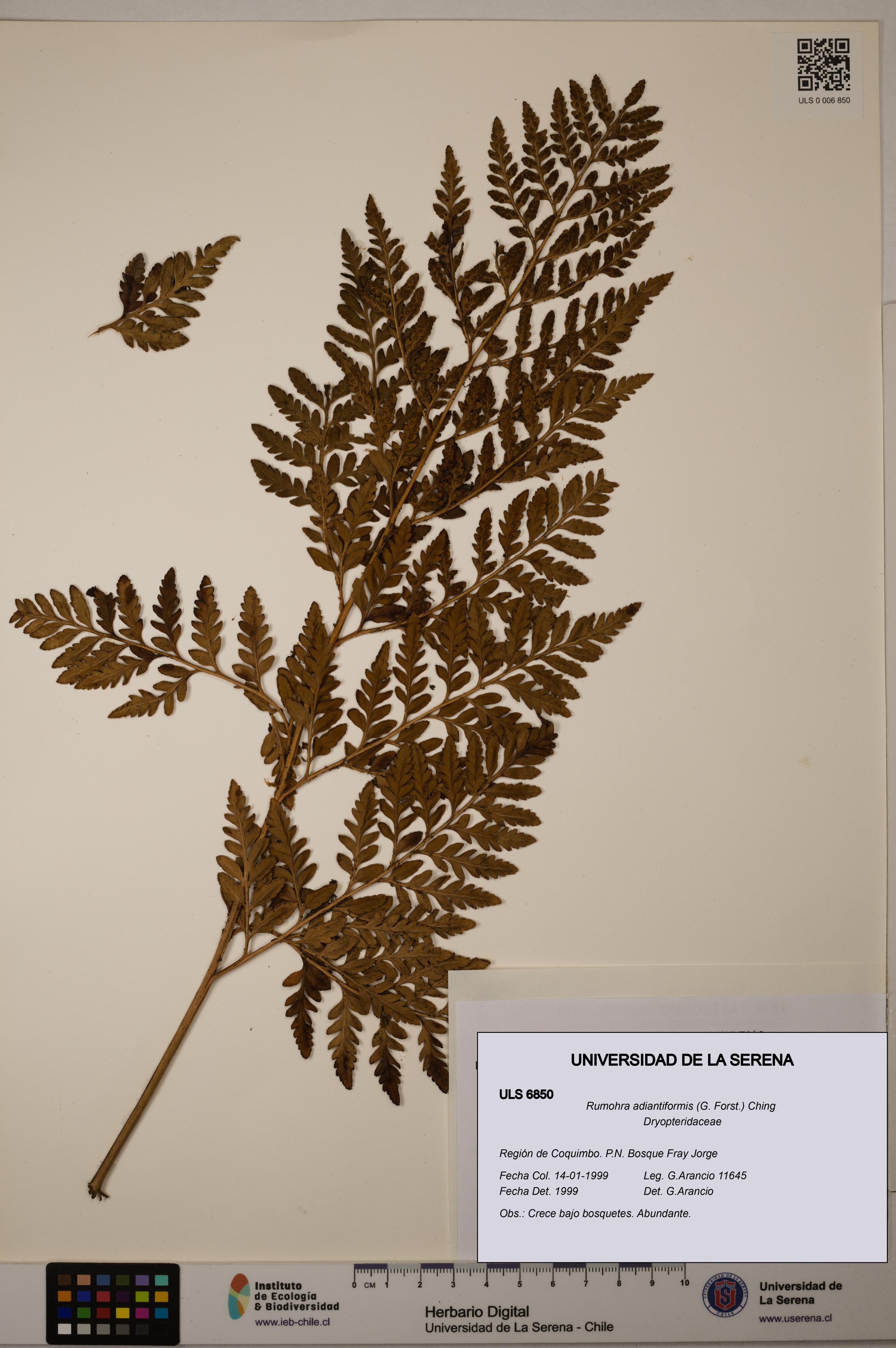 Rumohra adiantiformis [Espécimen: ULS:ULS:0006850]
