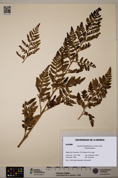 Rumohra adiantiformis [Espécimen: ULS:ULS:0006851]
