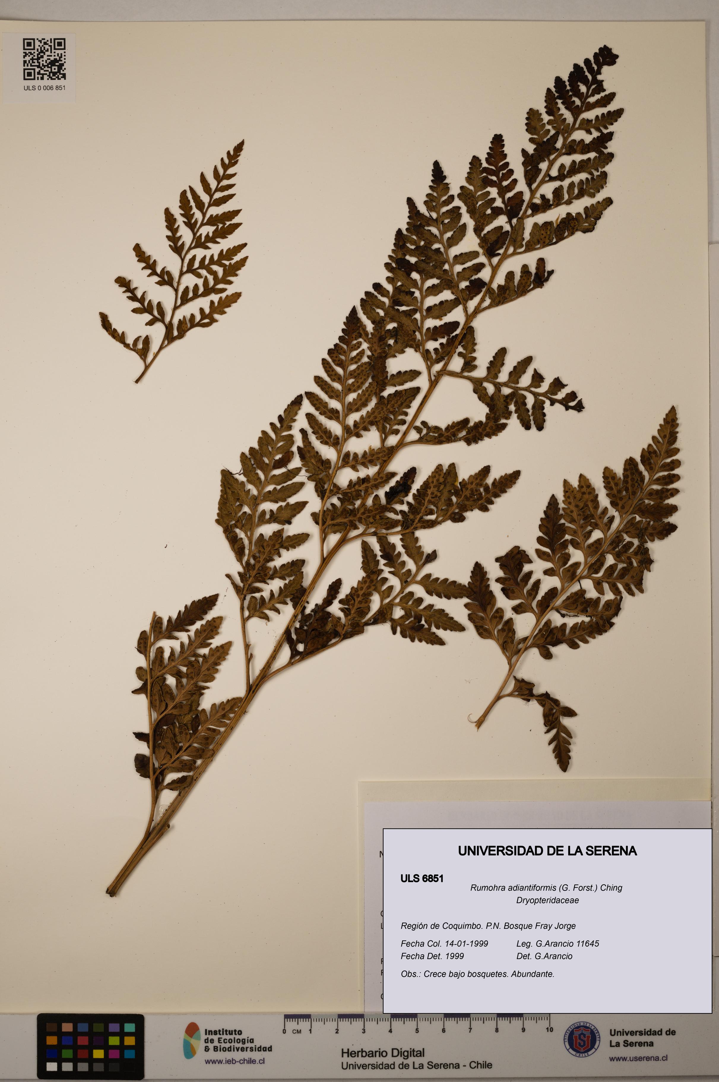 Rumohra adiantiformis [Espécimen: ULS:ULS:0006851]