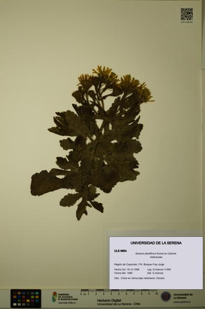 Senecio planiflorus [Espécimen: ULS:ULS:0006854]