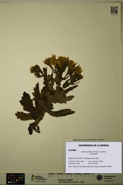 Senecio planiflorus [Espécimen: ULS:ULS:0006855]