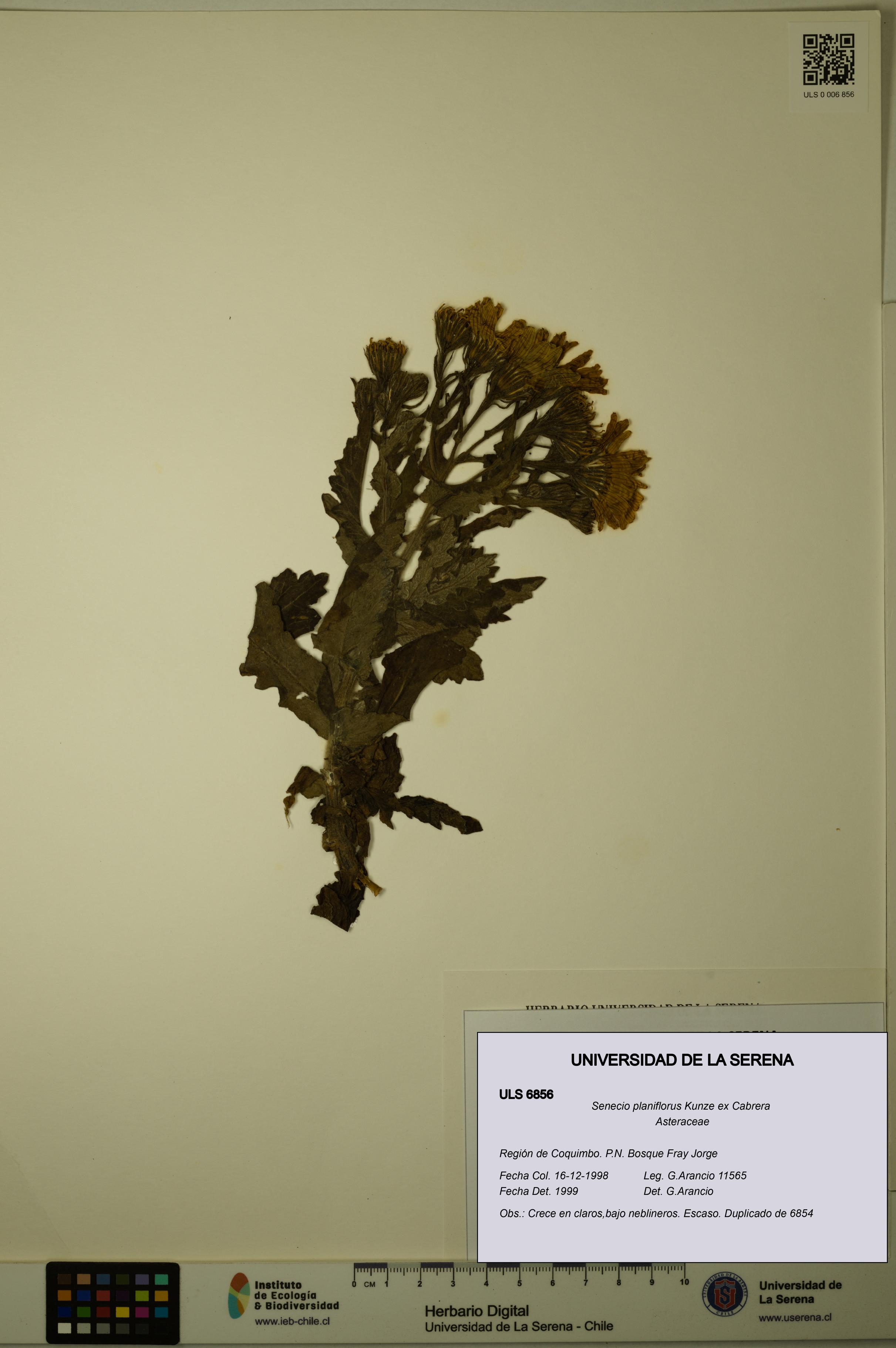 Senecio planiflorus [Espécimen: ULS:ULS:0006856]