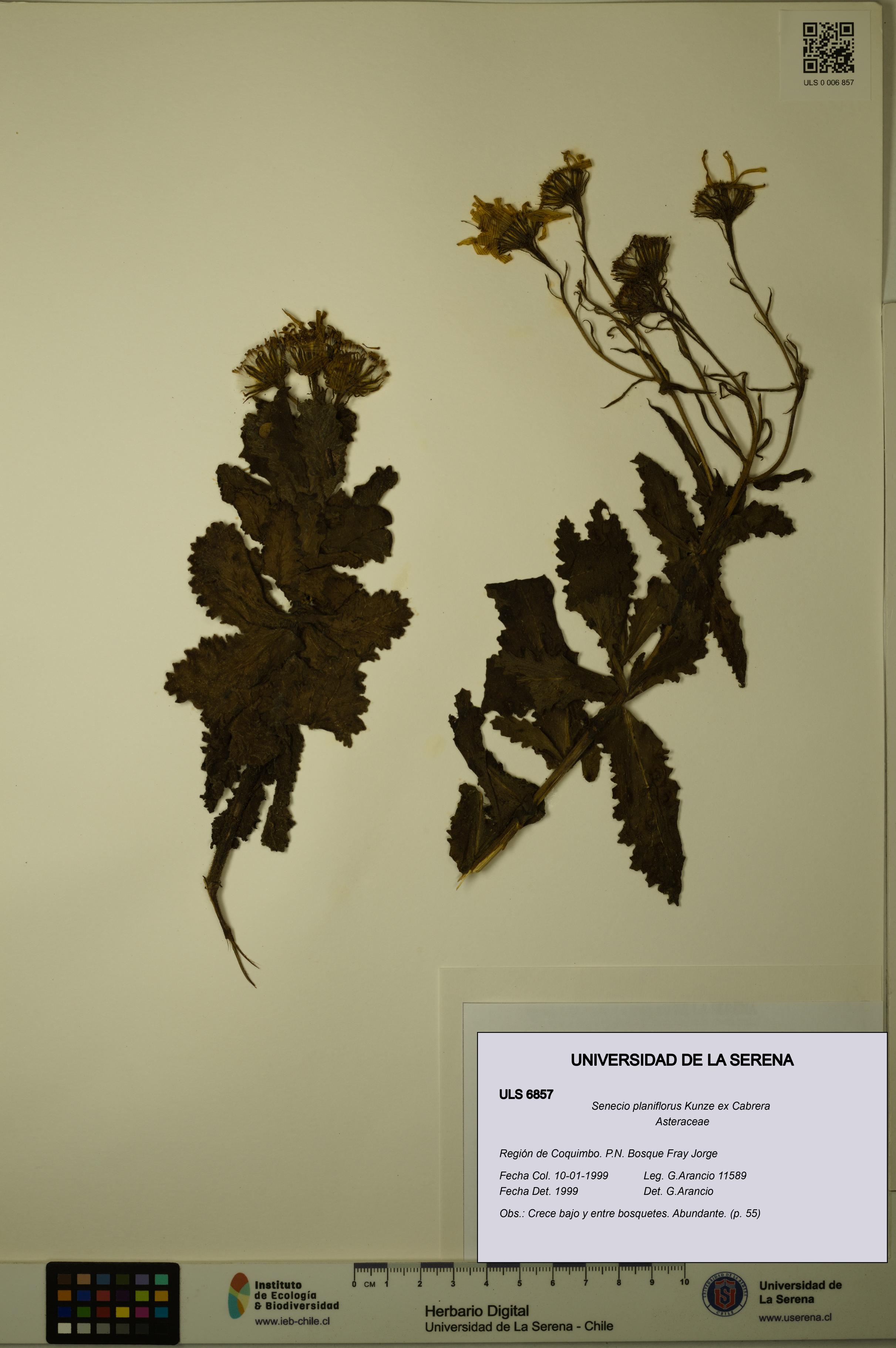 Senecio planiflorus [Espécimen: ULS:ULS:0006857]