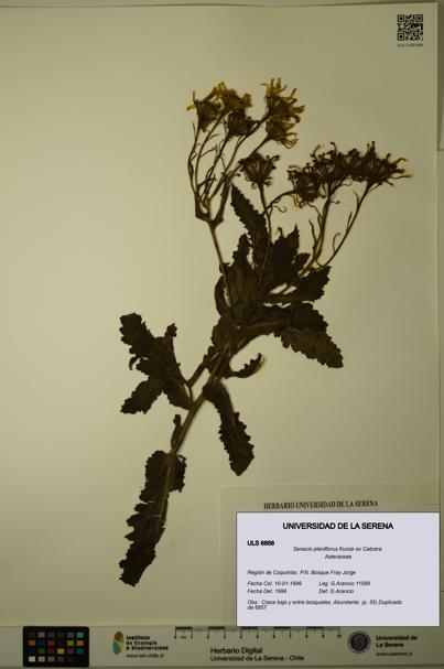 Senecio planiflorus [Espécimen: ULS:ULS:0006858]