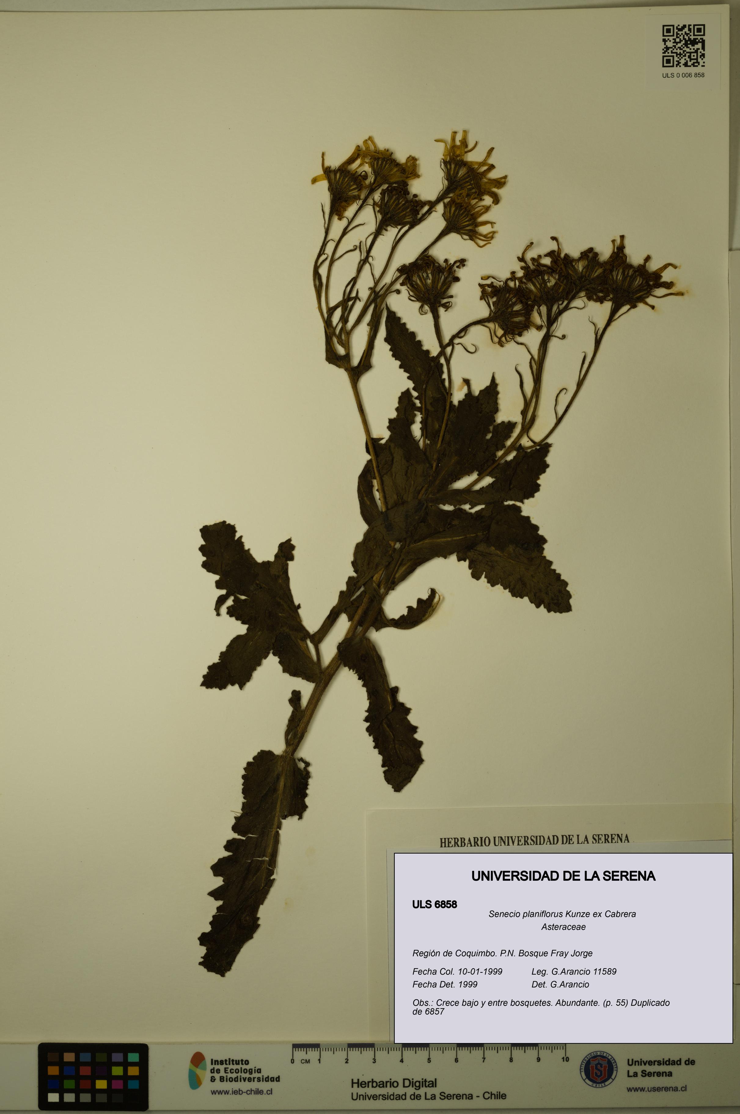 Senecio planiflorus [Espécimen: ULS:ULS:0006858]
