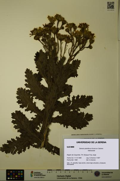Senecio planiflorus [Espécimen: ULS:ULS:0006859]